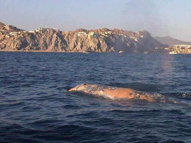 Ballenas jorobadas